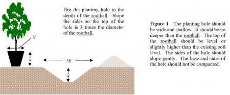 Figure 1 - planting a tree